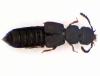 Anotylus tetracarinatus